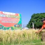 Pemkab Situbondo catat produksi padi Januari-Juni capai 225.736 ton