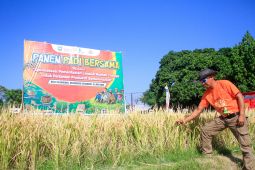 Pemkab Situbondo catat produksi padi Januari-Juni capai 225.736 ton