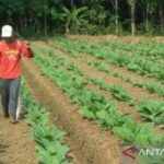 Sumenep manfaatkan DBHCHT 2026 untuk bantu buruh tani tembakau