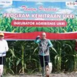 Pemkab Jember-UKRI inisiasi inkubator agribisnis hilirisasi jagung