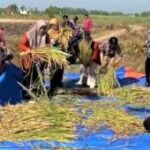 DKPP Madiun tingkatkan produktivitas padi melalui ubinan lahan demplot
