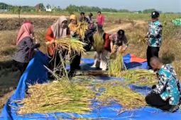 DKPP Madiun tingkatkan produktivitas padi melalui ubinan lahan demplot