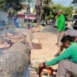 Disperkim Madiun pangkas pohon rawan tumbang saat musim kemarau