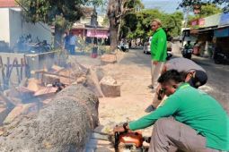 Disperkim Madiun pangkas pohon rawan tumbang saat musim kemarau
