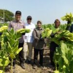 Bupati Bojonegoro dorong kenaikan harga jual tembakau rajangan kering