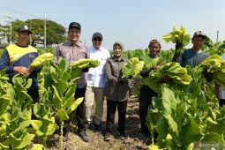 Bupati Bojonegoro dorong kenaikan harga jual tembakau rajangan kering
