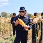 Rutan Situbondo panen raya jagung program pembinaan kemandirian WBP