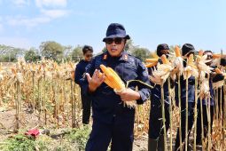 Rutan Situbondo panen raya jagung program pembinaan kemandirian WBP
