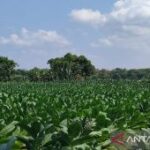Pemkab Sumenep bantu petani tetapkan BPP tembakau 2026