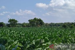 Pemkab Sumenep bantu petani tetapkan BPP tembakau 2026