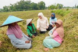 Produksi padi Jatim diprediksi 9,86 juta ton GKG hingga Oktober