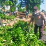 Polisi dan petugas gabungan evakuasi pohon tumbang di Sidoarjo