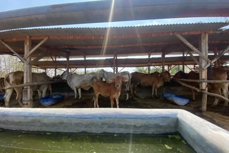 Dari Sekolah Peternakan Rakyat Jadi Kelompok Mandiri, SPR Mega Jaya Bojonegoro Bertahan 14 Tahun