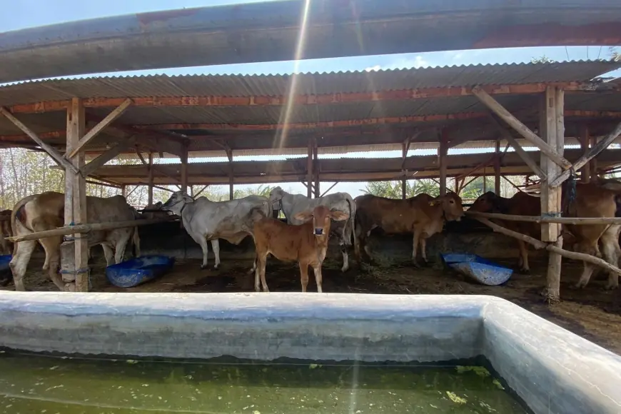 Dari Sekolah Peternakan Rakyat Jadi Kelompok Mandiri, SPR Mega Jaya Bojonegoro Bertahan 14 Tahun