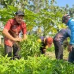 Lapas Kelas I Surabaya panen 73 kilogram kangkung budidaya warga binaan