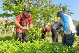 Lapas Kelas I Surabaya panen 73 kilogram kangkung budidaya warga binaan