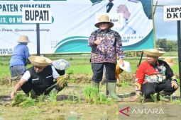 Produksi beras di Sumenep meningkat 3,64 persen
