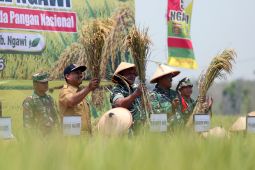 Pemkab Ngawi dorong percepatan sertifikasi benih padi unggul lokal
