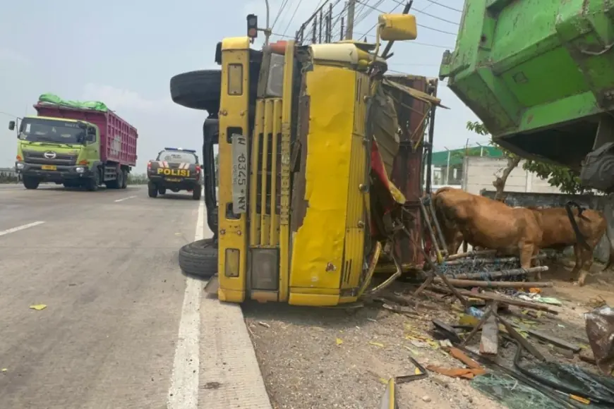 Truk Pengangkut Sapi Terguling di Perak Jombang, Sopir Patah Tangan